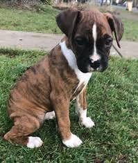 His personality is so much fun, he bonded with my three children and our female boxer effortlessly. Puppyfinder Com Boxer Puppies Puppies For Sale Near Me In Oregon Usa Page 1 Displays 10