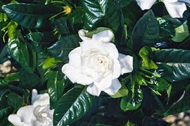 When using indoor air conditioning or heating, water requirements may increase due to drops in ambient humidity. Azaleas Indoors Rhs Gardening