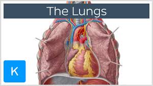 This chapter is an abbreviated review of thoracic anatomy as seen on chest radiographs and because the left lung does not contact the anterior portion of the left thoracic cavity at this level, the heart with its epicardial fat occupies this. Lung Anatomy Physiopedia