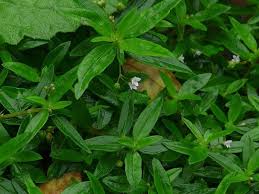 Image result for Oldenlandia affinis