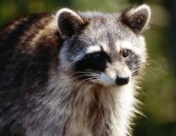 There are many methods you can try. How To Keep Possums And Raccoons Off My Property Ehow Raccoon Repellent Animals Getting Rid Of Raccoons