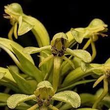 Image result for Habenaria arenaria