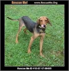 Black And Tan Coonhound Rescue North Carolina Black And Tan Coonhound Rescue Adoptions Rescueme Org With Images Coonhound Black And Tan Rescue