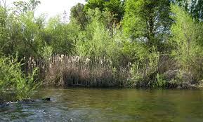 Our products are used in conservation, wetland restoration, water quality basins, and natural landscaping. What Makes A Wetland