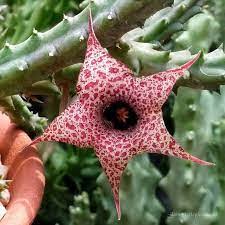 Image result for Huernia hislopii