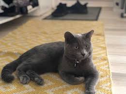 Adopt one, search for your perfect match to buy. Russian Blue Cats And Kittens Uk Find Kittens And Cats At Freeads Uk S 1 Classified Ads