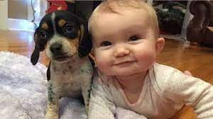 This is an international funny channel and we are continually attempting to give the best quality funny videos,prank vi. Adorable Babies Playing With Dogs And Cats Cutest And Funniest Babies Cute Baby Animals Funny Babies Animals For Kids
