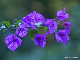 Pin On Flowers Plants