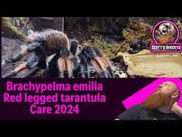 Image result for Emilia brachycephala