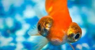 New Study Shows That Fish Can Recognize Human Faces Goldfish Aquarium Fish Fish