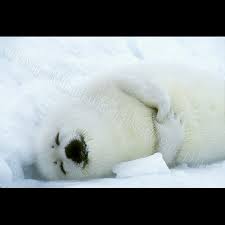 17 Peaceful Pics Of Sleeping Harp Seals That Will Relieve Your Stress In 2020 Animal Behavior Cute Animals Harp Seal