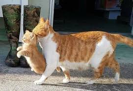 Listen To Mama Cats Pets Cute Animals