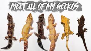 All Of My Geckos Age Morph Size Shop Or Breeder