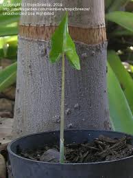 Image result for Anchomanes