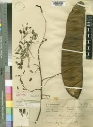 Image result for Albizia zimmermannii