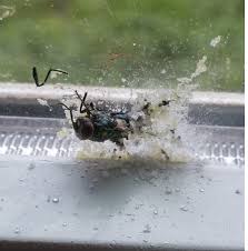 Maybe you would like to learn more about one of these? Terminate Flies With The Bug A Salt Broke Ass Stuart S Website