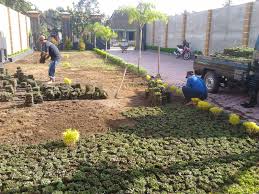 Rumput mutiara dapat ditanam di pekarangan rumah tanpa memerlukan perawatan khusus karena tanaman ini merupakan jenis tanaman liar1. Rahasia Merawat Rumput Halaman Agar Tumbuh Subur