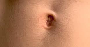 Image result for Umbilicus botryoides