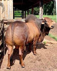 3 099 Curtidas 9 Comentarios Curral Oficial Curraloficial No Instagram Marruco Sindi Sindi Blue Heeler Dogs Bucking Bulls Bull Terrier Dog