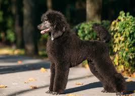 What to expect when you get a poodle (video). Standard Poodle Facts And Information Petcoach