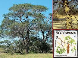 Image result for Acacia nigrescens