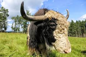 Image result for yak