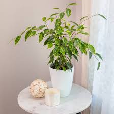 Image result for Ficus pygmaea