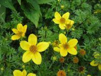 Image result for foto Dvouzubec