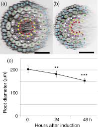 Examining a diagram of the plant cell will help make the differences clearer. A 3d Digital Atlas Of The Nicotiana Tabacum Root Tip And Its Use To Investigate Changes In The Root Apical Meristem Induced By The Agrobacterium 6b Oncogene Pasternak 2017