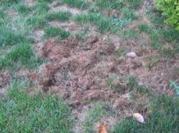 Maybe you would like to learn more about one of these? My Lawn Stinks Skunk Damage Virginia Cooperative Extension Virginia Tech