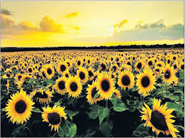 Check spelling or type a new query. 10 Taman Bunga Tercantik Di Dunia Ini Pasti Buat Pelajar Dan Guru Ingin Berada Di Sana Rencana Gps Bestari