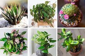 Indoor plants are a simple way to add a pop of color or boost your mood in any room. 25 Hard To Kill Houseplants That Will Thrive In Your Home Smart Garden Guide