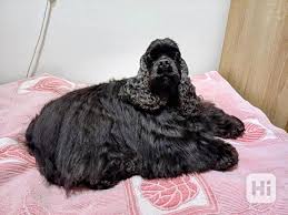 Image result for americký kokršpaněl