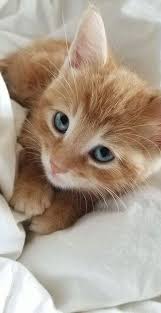 Ebru Sarpman Adli Kullanicinin Kedi Panosundaki Pin