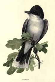 Birds Of Central Oregon Book The Second Book Of Birds Bird Families Vintage Bird Illustration Birds Birds Painting