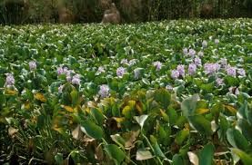 Image result for Heteranthera callifolia