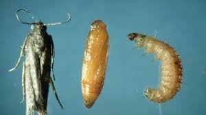Cleaning to get rid of a pantry moth infestation involves much more than simply wiping shelves. How To Get Rid Of Pantry Weevils Moths Youtube