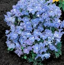 I weed when i water. Shrubs And Perennials