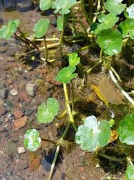 Image result for Hydrocotyle mannii