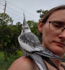 Found canary winged parakeet in Baltimore County, MD