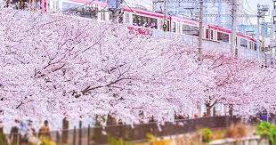 repost keikyu official get repost 京急に乗って横浜 大岡川の桜を見に行こう桜のキャンペーンを実施 4 14 日 まで横浜の大岡川沿いでキャンペーンを行っています 今年は専用のスマートフォンアプリ cocoar2 をインストールし大岡川沿い桜並みに周辺に設置する全6か