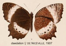 Image result for Elymandra