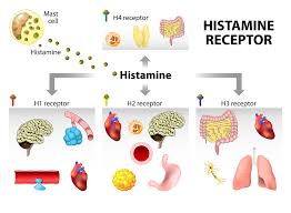 Image result for Histamine