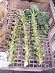 A study led by texas a&m university found that levels of a compound called indole are lower in the blood of people with fat around their liver than people without fat accumulation around the liver. Brussels Sprout Wikipedia