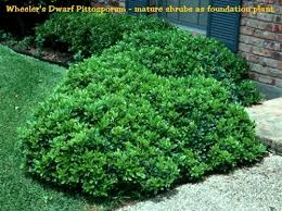 Image result for Pittosporum tobira