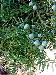 Image result for Afrocarpus falcatus