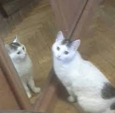 Pin On Animalmemes