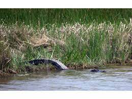 The refuge encompasses 8,900 acres of fresh to salt marsh with some wooded uplands and prairie ridges. Texas Point National Wildlife Refuge A Texas National Wildlife Refuge Located Near Beaumont Port Arthur