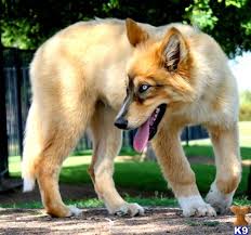 Locate Wolf Dog Puppies For Sale In Arizona Wolf Dog Puppy Wolf Dog Wolf Hybrid Puppies