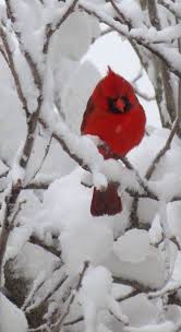Red Birds That Look Like Cardinals It S A Beautiful World Beautiful Birds Pretty Birds Red Birds